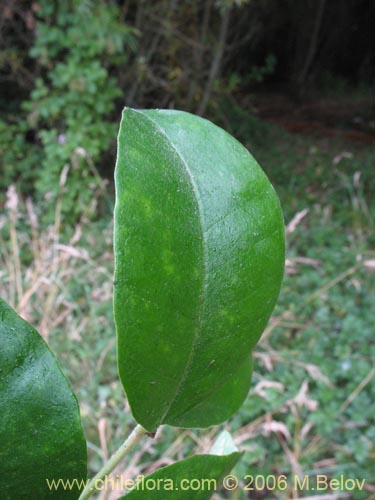 Image of Myrceugenia exsucca (Pitrilla / Pitra / Patagua). Click to enlarge parts of image.